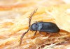 kovařík (Brouci), Cerophytum elateroides (Coleoptera)